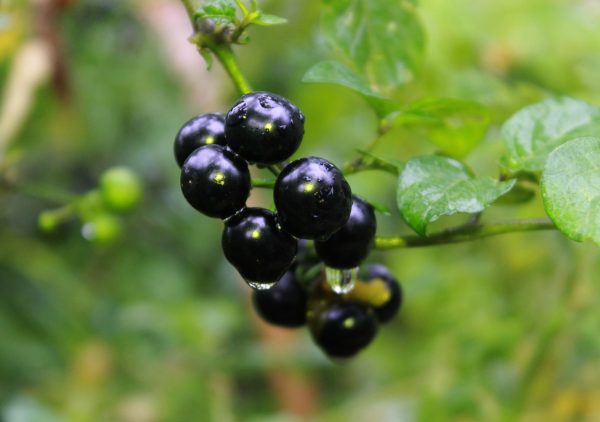 Manathakkali Vathal (Sundried Nightshade fruit) - 100g