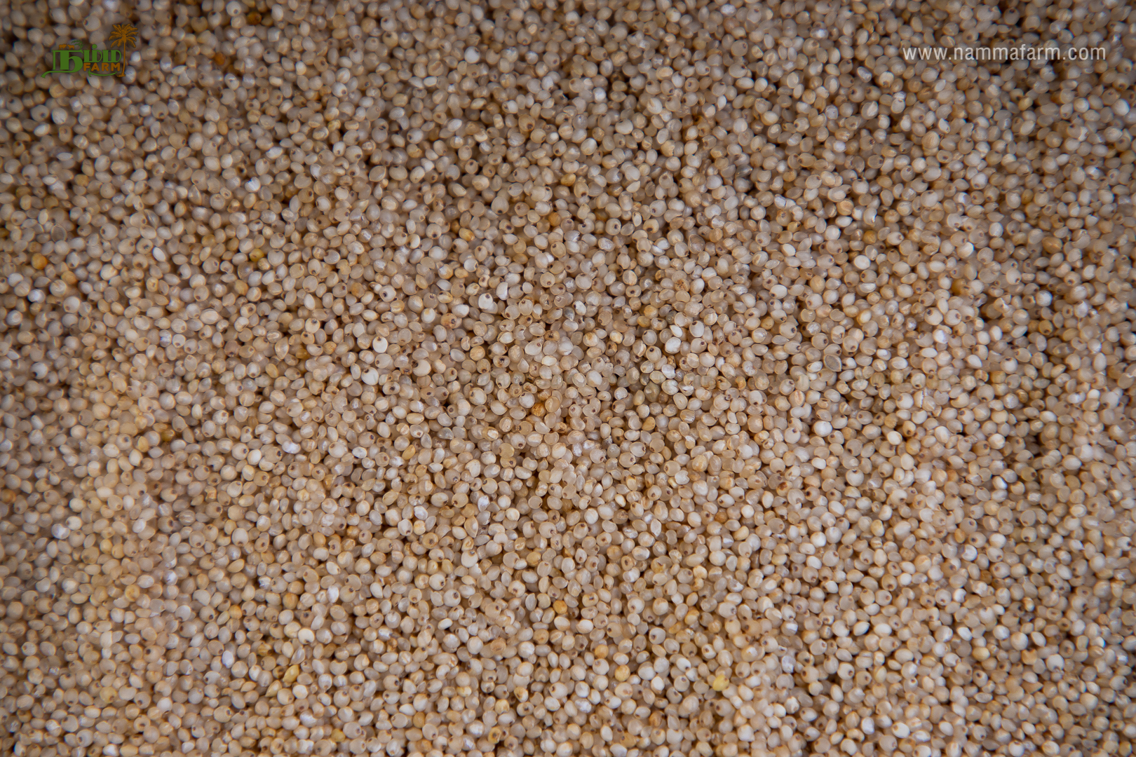 Kuthirai Valli (Barnyard Millet) - Image 3