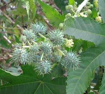 Aamanakku Ennai (Castor Oil) – 200g