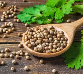 Dhaniya (Coriander seeds) – 250g