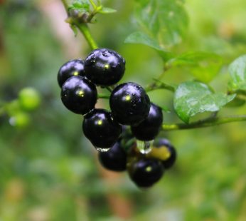 Manathakkali Vathal (Sundried Nightshade fruit) – 100g